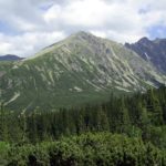 Piętro roślinności w Tatrach w którym występują drzewa