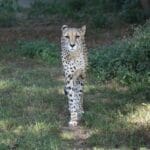 Gepard spacerujący po naturalnym środowisku