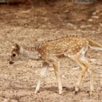 Młody jelonek chital idący po piaszczystym podłożu, dobrze zakamuflowany