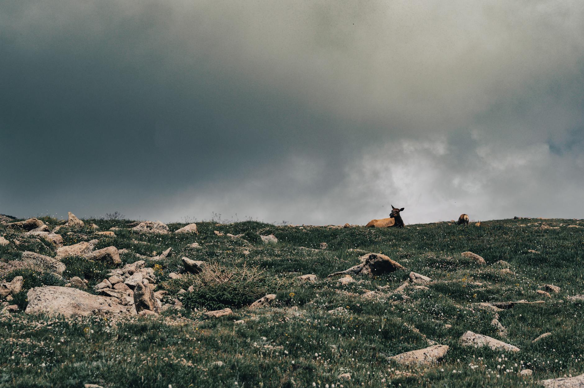 Łoś odpoczywający na skalistym terenie pod burzowym niebem