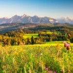 Tatrzańska łąka pełna kolorowych kwiatów z panoramą gór w tle