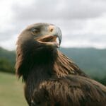 Zbliżenie groźnego orła przedniego w tatrzańskim środowisku naturalnym