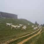 Stado kóz na mglistym górskim pastwisku obok drewnianej bacówki