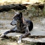 Zbliżenie na odpoczywającego wilka na skalistym podłożu w dzień